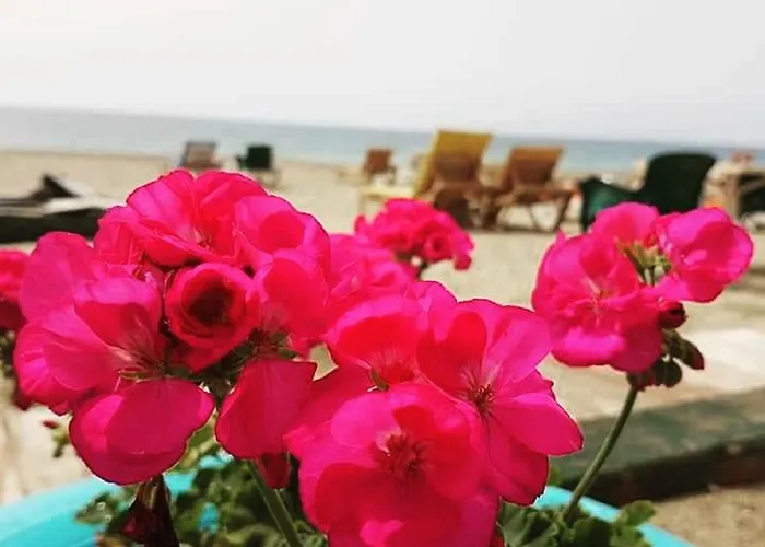 Miss Cleopatra Аланія